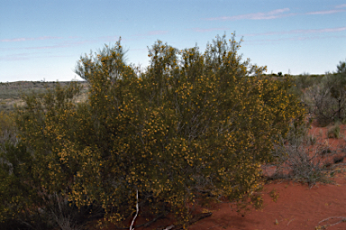 APII jpeg image of Acacia helmsiana  © contact APII