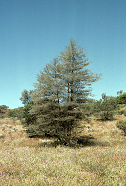 APII jpeg image of Acacia aneura  © contact APII