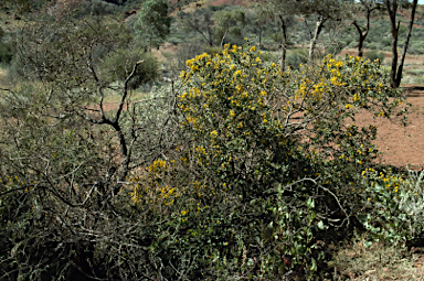 APII jpeg image of Acacia strongylophylla  © contact APII