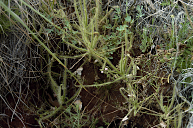 APII jpeg image of Drosera indica  © contact APII