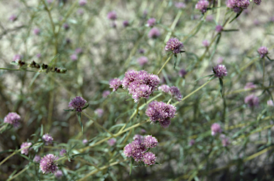 APII jpeg image of Gomphrena flaccida  © contact APII