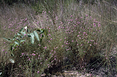 APII jpeg image of Gomphrena flaccida  © contact APII