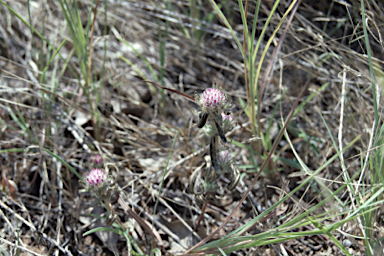 APII jpeg image of Gomphrena involucrata  © contact APII