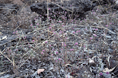 APII jpeg image of Gomphrena magentitepala  © contact APII