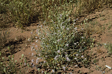 APII jpeg image of Ptilotus sessilifolius  © contact APII