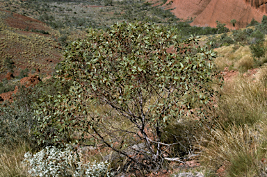 APII jpeg image of Eucalyptus oxymitra  © contact APII