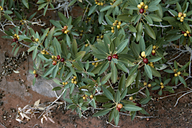 APII jpeg image of Ficus platypoda  © contact APII