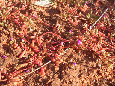 APII jpeg image of Calandrinia stagnensis  © contact APII