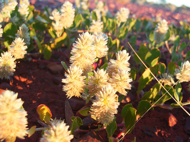 APII jpeg image of Ptilotus roei  © contact APII