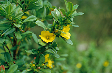 APII jpeg image of Hibbertia cuneiformis  © contact APII