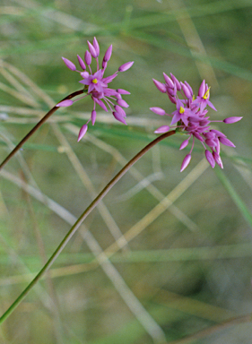 APII jpeg image of Sowerbaea laxiflora  © contact APII