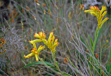 APII jpeg image of Anigozanthos humilis  © contact APII