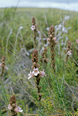 APII jpeg image of Hemiphora bartlingii  © contact APII