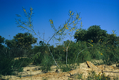 APII jpeg image of Grevillea eriostachya  © contact APII