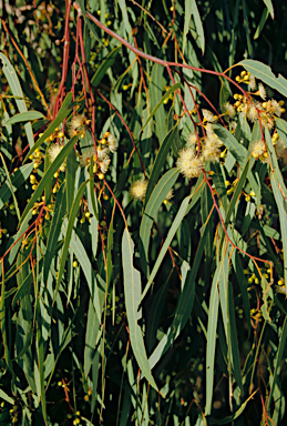 APII jpeg image of Eucalyptus loxophleba  © contact APII