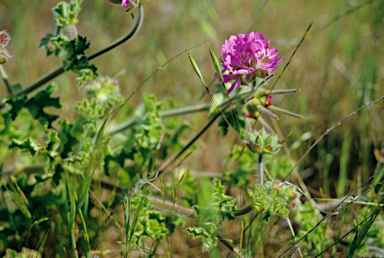 APII jpeg image of Pelargonium capitatum  © contact APII