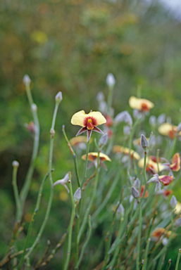 APII jpeg image of Jacksonia lehmannii  © contact APII