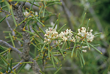 APII jpeg image of Hakea recurva  © contact APII