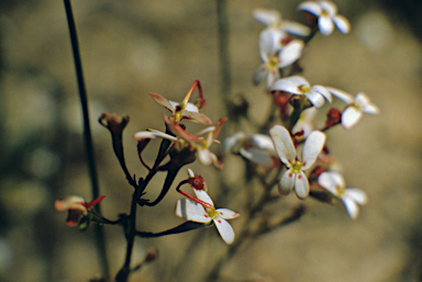 APII jpeg image of Stylidium crossocephalum  © contact APII