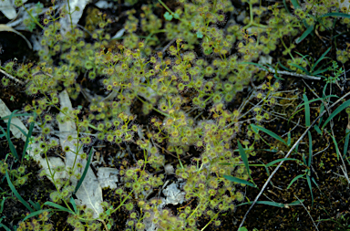 APII jpeg image of Drosera macrantha  © contact APII