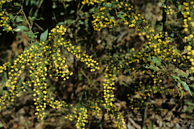 APII jpeg image of Acacia pulchella  © contact APII