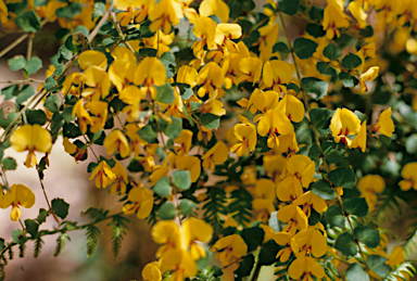 APII jpeg image of Bossiaea aquifolium subsp. laidlawiana  © contact APII