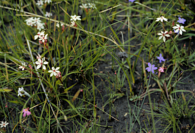 APII jpeg image of Chamaescilla corymbosa  © contact APII