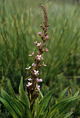 APII jpeg image of Stylidium crassifolium  © contact APII