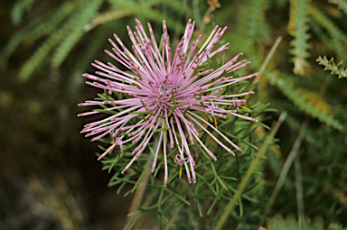 APII jpeg image of Isopogon formosus  © contact APII