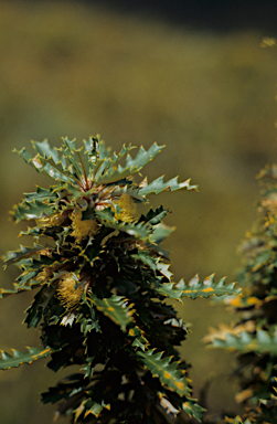 APII jpeg image of Banksia cuneata  © contact APII