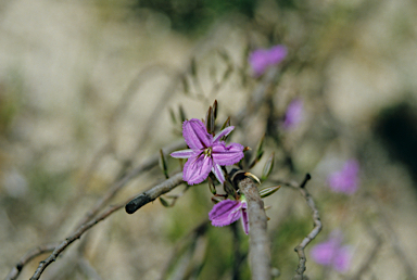 APII jpeg image of Thysanotus multiflorus  © contact APII