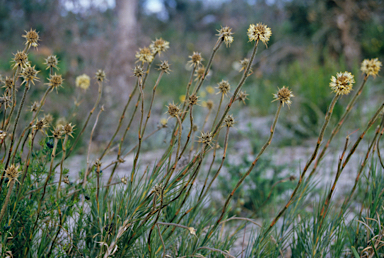 APII jpeg image of Dasypogon obliquifolius  © contact APII