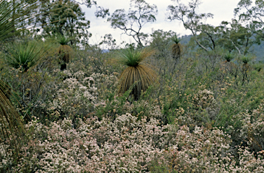 APII jpeg image of Xanthorrhoea preissii  © contact APII