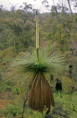 APII jpeg image of Xanthorrhoea preissii  © contact APII