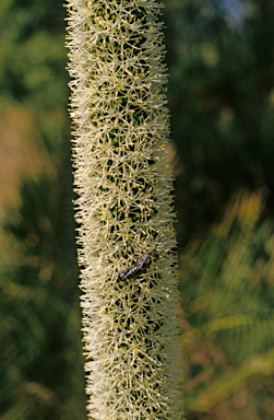 APII jpeg image of Xanthorrhoea preissii  © contact APII