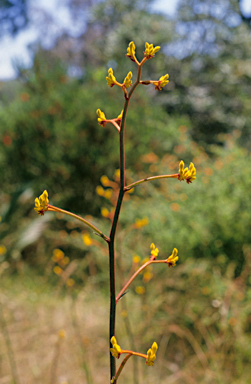 APII jpeg image of Anigozanthos pulcherrimus  © contact APII