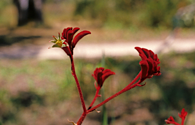 APII jpeg image of Anigozanthos rufus  © contact APII