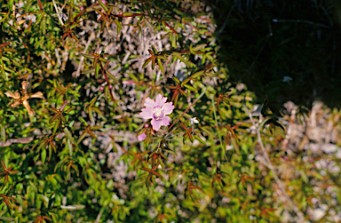 APII jpeg image of Hemiandra pungens  © contact APII