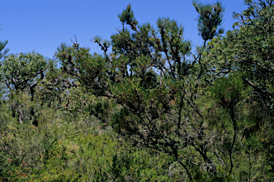 APII jpeg image of Allocasuarina humilis  © contact APII