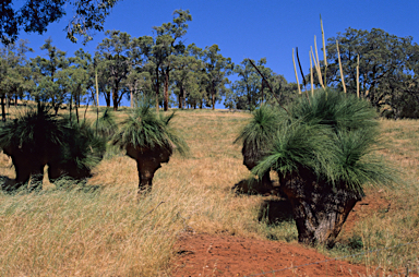 APII jpeg image of Xanthorrhoea preissii  © contact APII