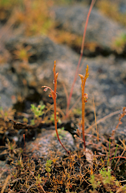 APII jpeg image of Spiculaea ciliata  © contact APII