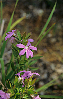 APII jpeg image of Scaevola platyphylla  © contact APII