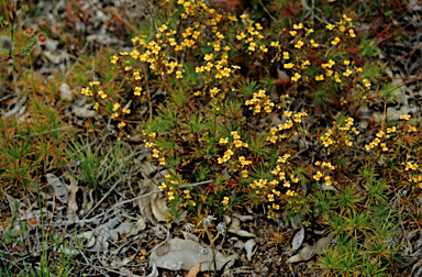 APII jpeg image of Stylidium dichotomum  © contact APII