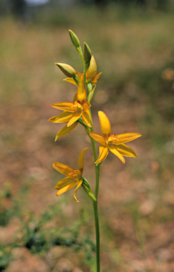 APII jpeg image of Thelymitra dedmaniarum  © contact APII