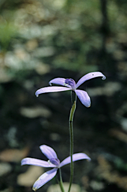 APII jpeg image of Thelymitra crinita  © contact APII