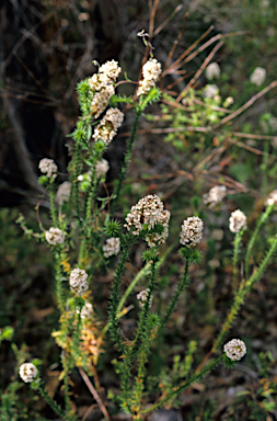 APII jpeg image of Sphenotoma squarrosa?  © contact APII