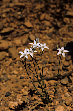 APII jpeg image of Orianthera campanulata  © contact APII