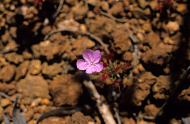 APII jpeg image of Drosera pulchella  © contact APII