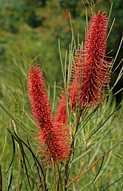 APII jpeg image of Hakea bucculenta  © contact APII