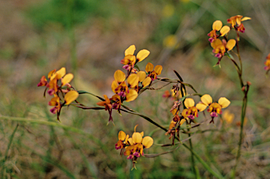 APII jpeg image of Diuris longifolia  © contact APII